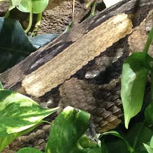 Chester Zoo Visit 30 August 2012 Gaboon Viper