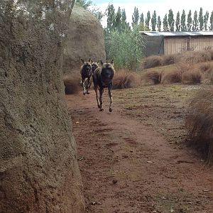 Chester Zoo Visit 30 August 2012 Painted Dogs