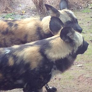 Chester Zoo Visit 30 August 2012 Painted Dogs 2