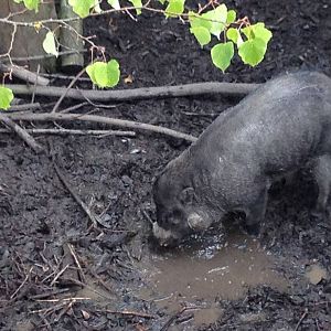 Chester Zoo Visit 30 August 2012 Asian Pig Species