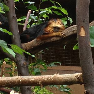 Chester Zoo Visit 30 August 2012 Tamarin