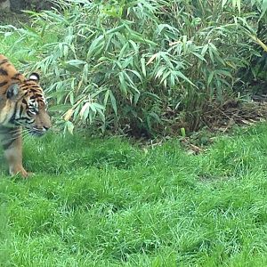 Chester Zoo Visit 30 August 2012 Tiger