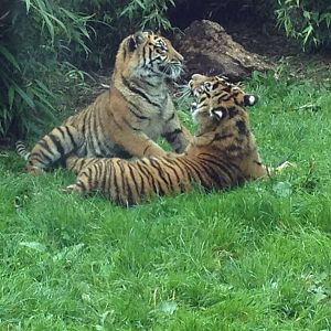 Chester Zoo Visit 30 August 2012 Tiger Cubs