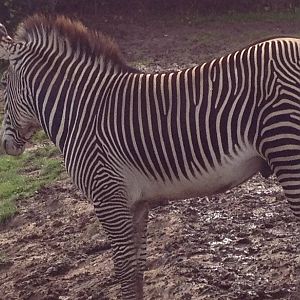 Chester Zoo Visit 30 August 2012 Zebra