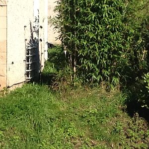 Chester Zoo Visit 30 August 2012 Black Jaguar