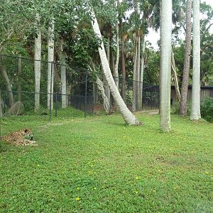 Cheetah Exhibit