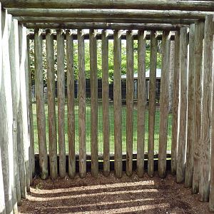 Yellow-Backed Duiker Exhibit - Bizarre Viewing Area