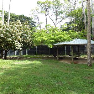 Yellow-Backed Duiker Exhibit
