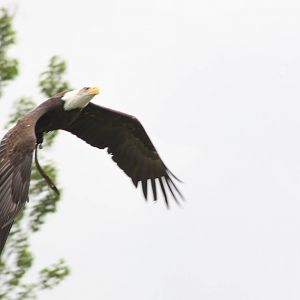 Bald Eagle Gauntlet 2nd August 2012