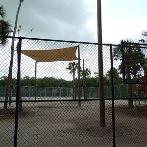 Giraffe Exhibit (temporary for the next couple of years)