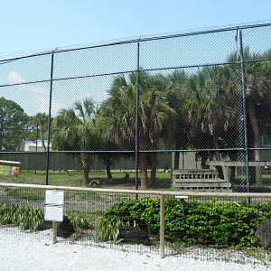 South African Lion Exhibit