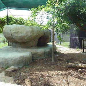 Amur Leopard Exhibit