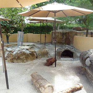 African Crested Porcupine Exhibit