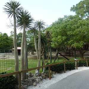 Greater Kudu/Dorcas Gazelle/Impala Exhibit