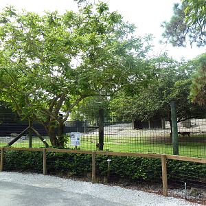 Greater Kudu/Dorcas Gazelle/Impala Exhibit