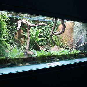 Annam Leaf turtle exhibit Chester Zoo aquarium