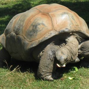 Aldabra Tortoise