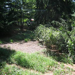WOLF- Gray Wolf Exhibit