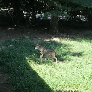 WOLF- Red Wolf Exhibit
