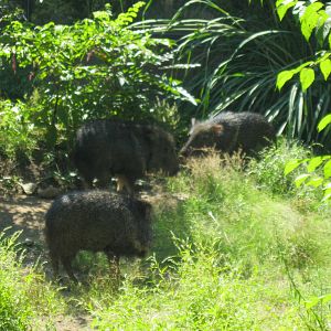 Chacoan Peccary Herd
