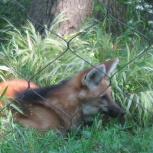 Maned Wolf