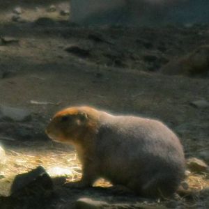 North American Plains- Prairie Dog
