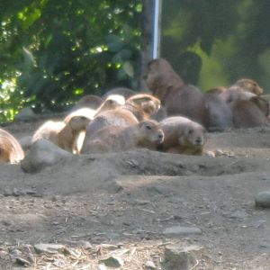 North American Plains- Prairie Dog Colony
