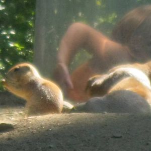 North American Plains- Prairie Dogs