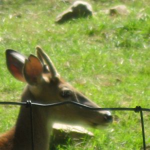 North American Plains- White-Tailed Deer