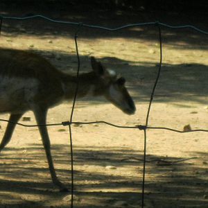 North American Plains- Pronghorn