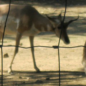 North American Plains- Pronghorn