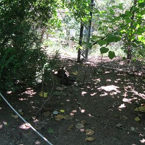 Alligator Alley- Free-Flight Aviary
