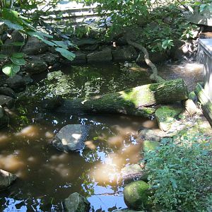 Alligator Alley- Free-Flight Aviary