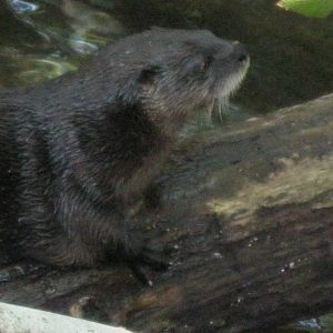 Alligator Alley- North American River Otter