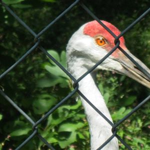 Alligator Alley- Sandhill Crane