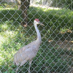Alligator Alley- Sandhill Crane