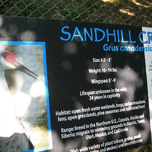 Alligator Alley- Sandhill Crane Sign