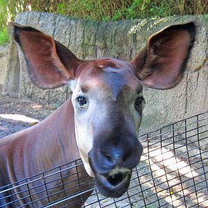 Okapi