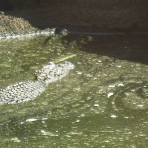 Alligator Alley- American Alligator
