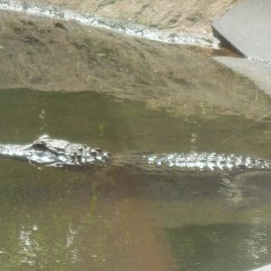 Alligator Alley- American Alligator