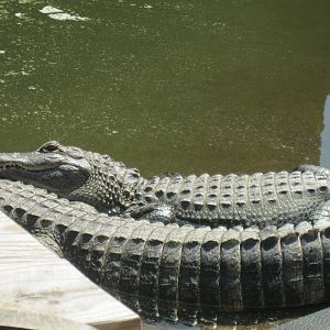 Alligator Alley- American Alligators