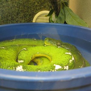 Rainforest Reptiles- Emerald Tree Boa