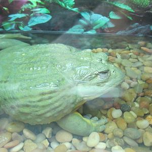 Rainforest Reptiles- African Bullfrog