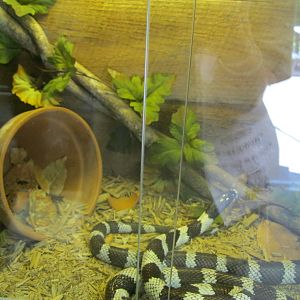 Rainforest Reptiles- California Kingsnake Exhibit