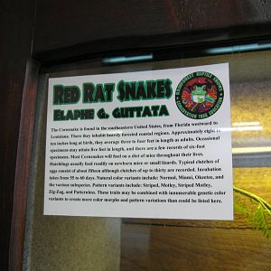 Rainforest Reptiles- Red Rat Snake Signage