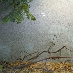 Rainforest Reptiles- Gila Monster Exhibit