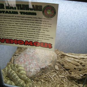 Rainforest Reptiles- Tiger Rattlesnake Exhibit