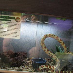 Rainforest Reptiles- Chihuahua Mountain Kingsnake Exhibit