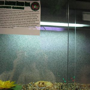 Rainforest Reptiles- Albino Argentine Horned Frog Exhibit