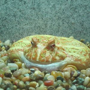 Rainforest Reptiles- Albino Argentine Horned Frog